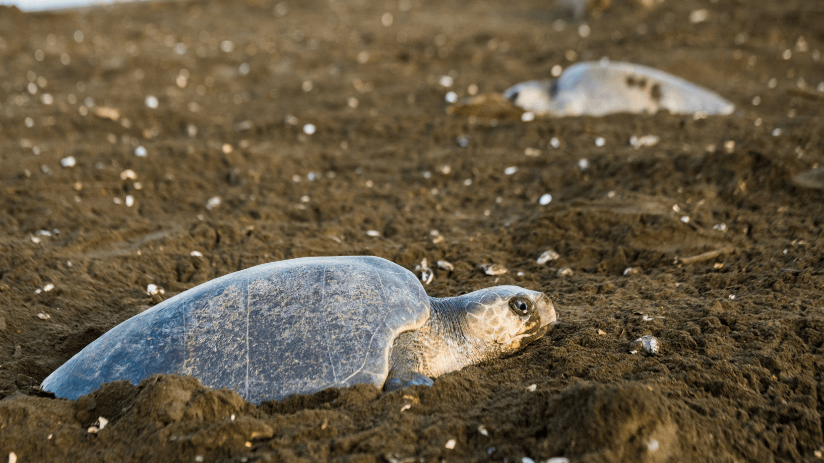 Turtles Ostional Giada 1 1