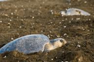 Turtles Ostional Giada 1 1