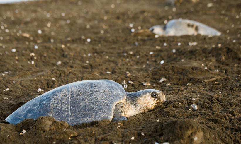 Turtles Ostional Giada 1 1