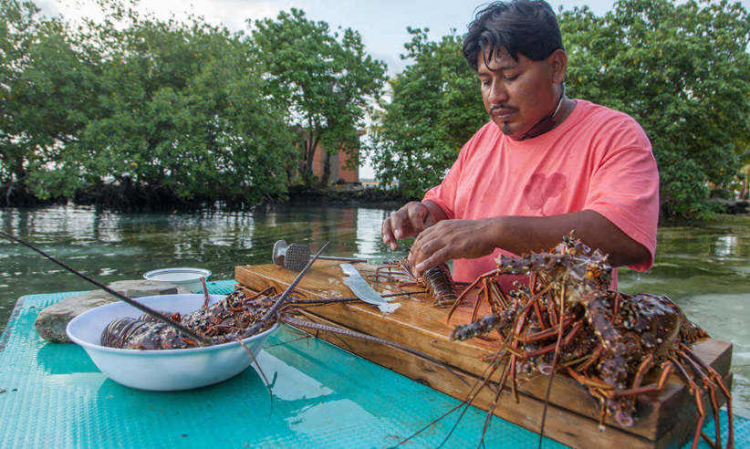 Making lobster 