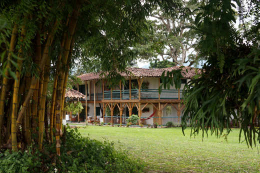 View of the garden