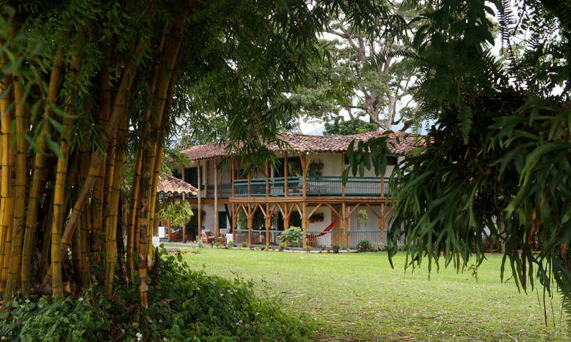 View of the garden