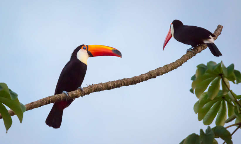 Toucan PH Evan Austen