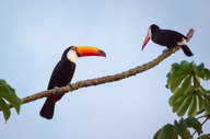 Toucan PH Evan Austen