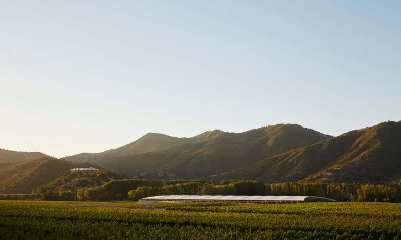 The winery