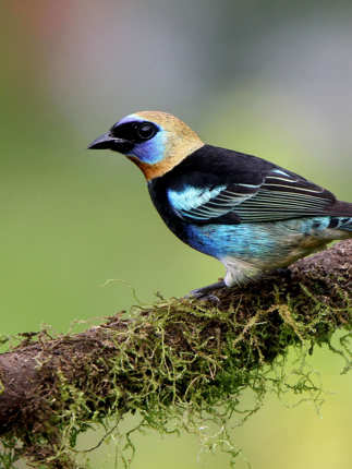 Golden hooded tanager 