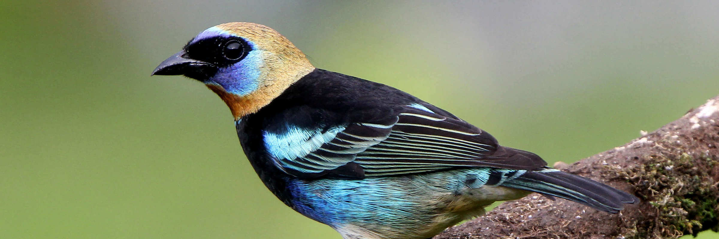 Golden hooded tanager 