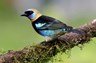 Golden hooded tanager 