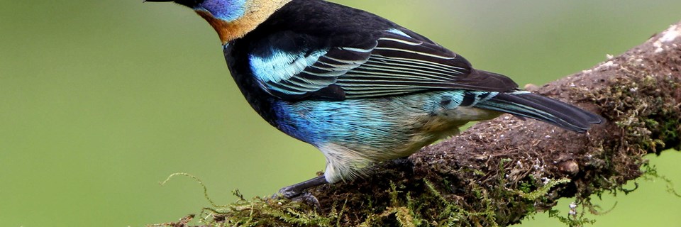 Golden hooded tanager 