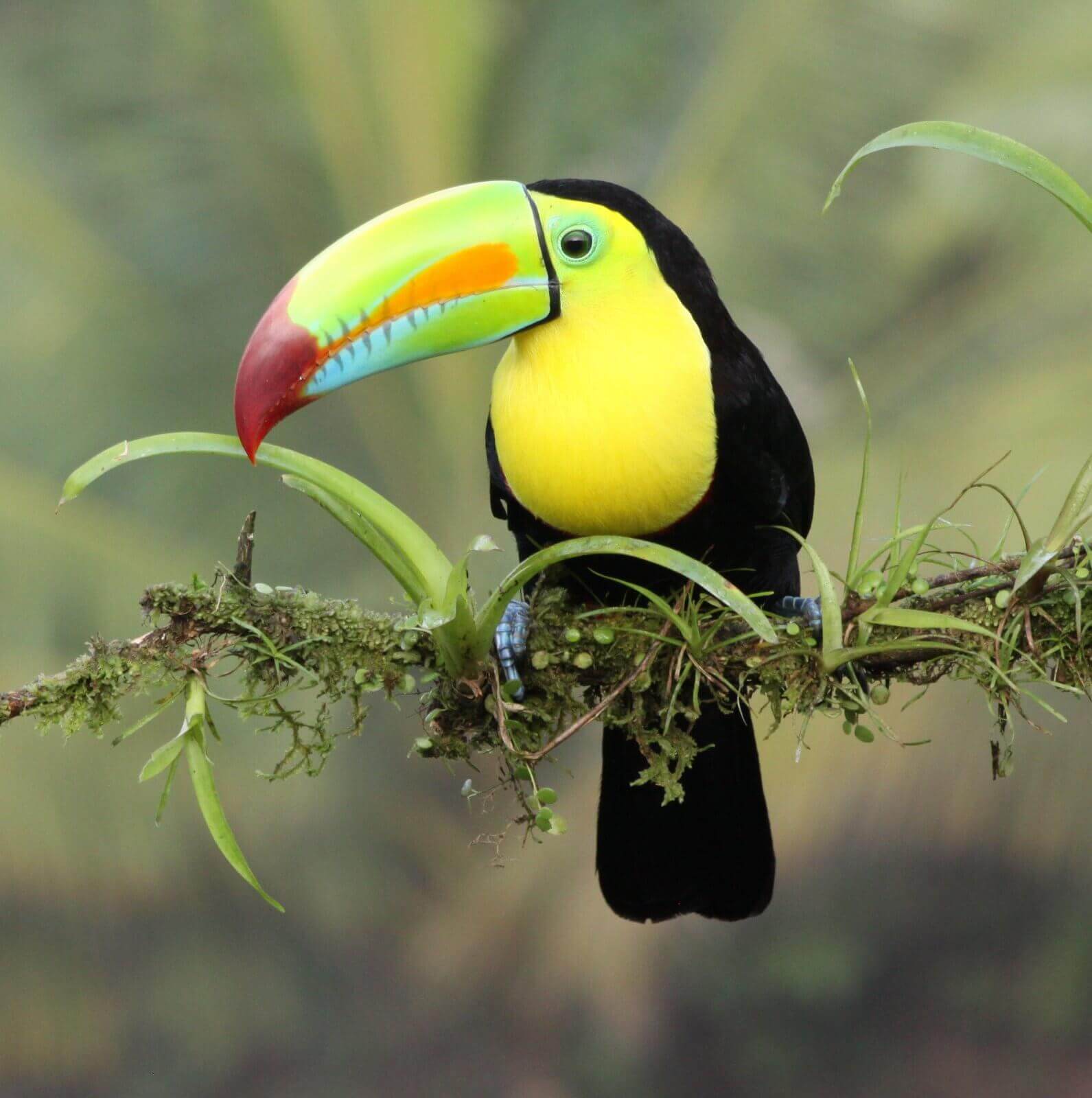 Keel billed toucan 