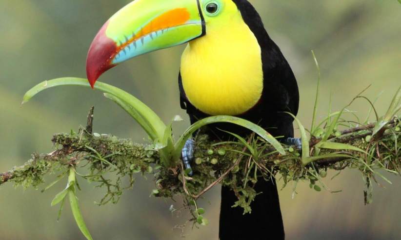 Keel billed toucan 
