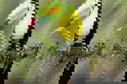 Keel billed toucan 