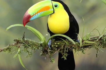 Keel billed toucan 