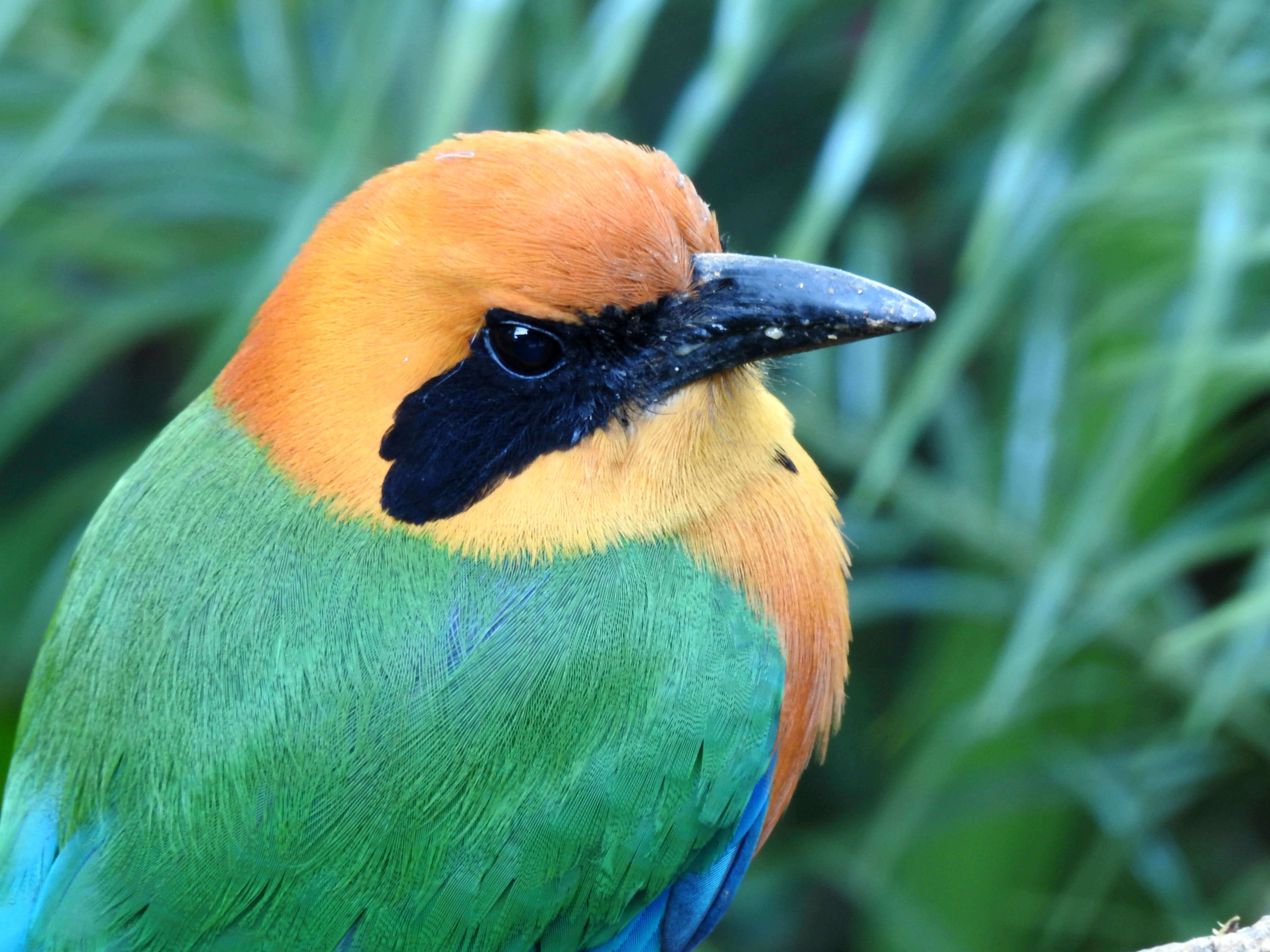 Rufous motmot 