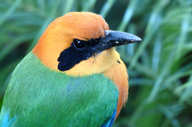 Rufous motmot 