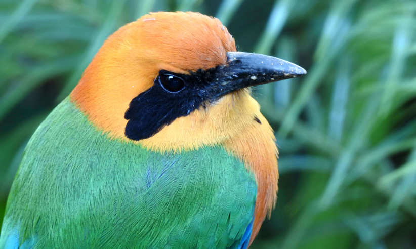 Rufous motmot 