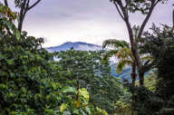Lush rainforest vegetation frames a distant view of Turrialba Volcano beneath a moody sky. 