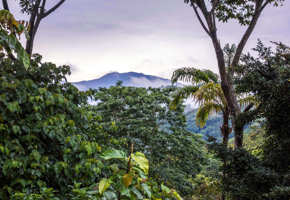 Lush rainforest vegetation frames a distant view of Turrialba Volcano beneath a moody sky. 
