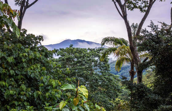 Lush rainforest vegetation frames a distant view of Turrialba Volcano beneath a moody sky. 