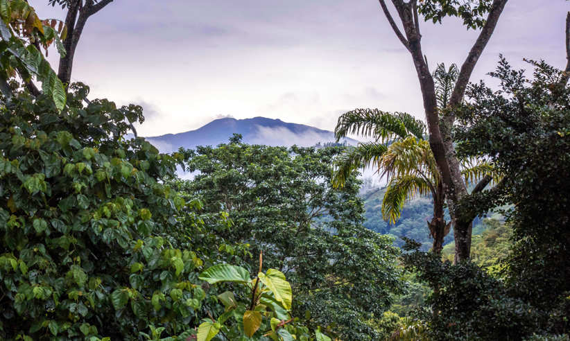 Lush rainforest vegetation frames a distant view of Turrialba Volcano beneath a moody sky. 