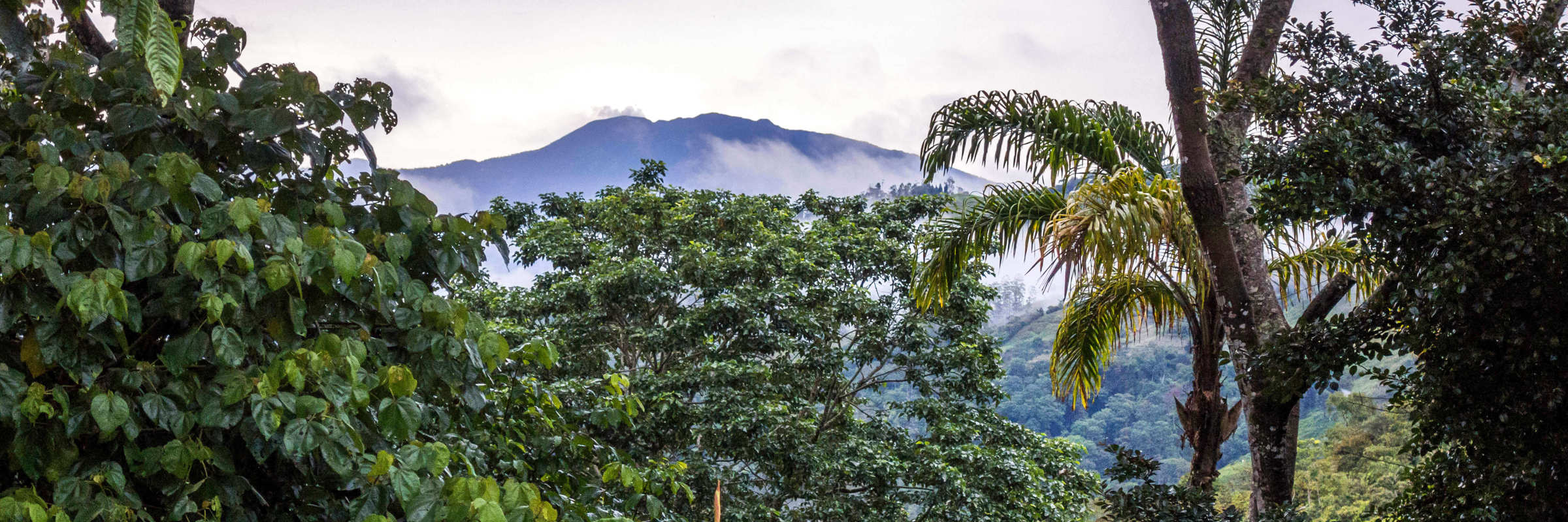 Lush rainforest vegetation frames a distant view of Turrialba Volcano beneath a moody sky. 