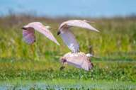 Thriving birdlife