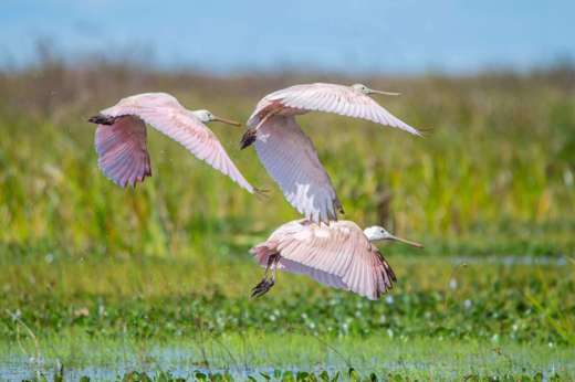Thriving birdlife