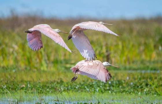 Thriving birdlife