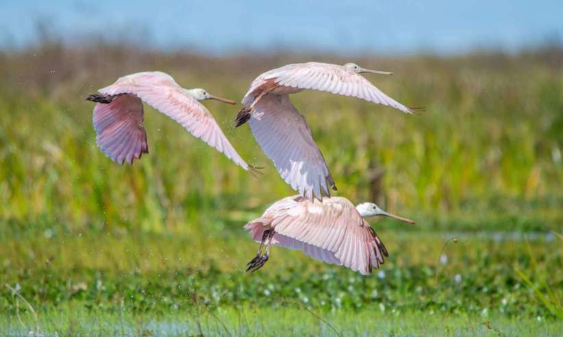 Thriving birdlife