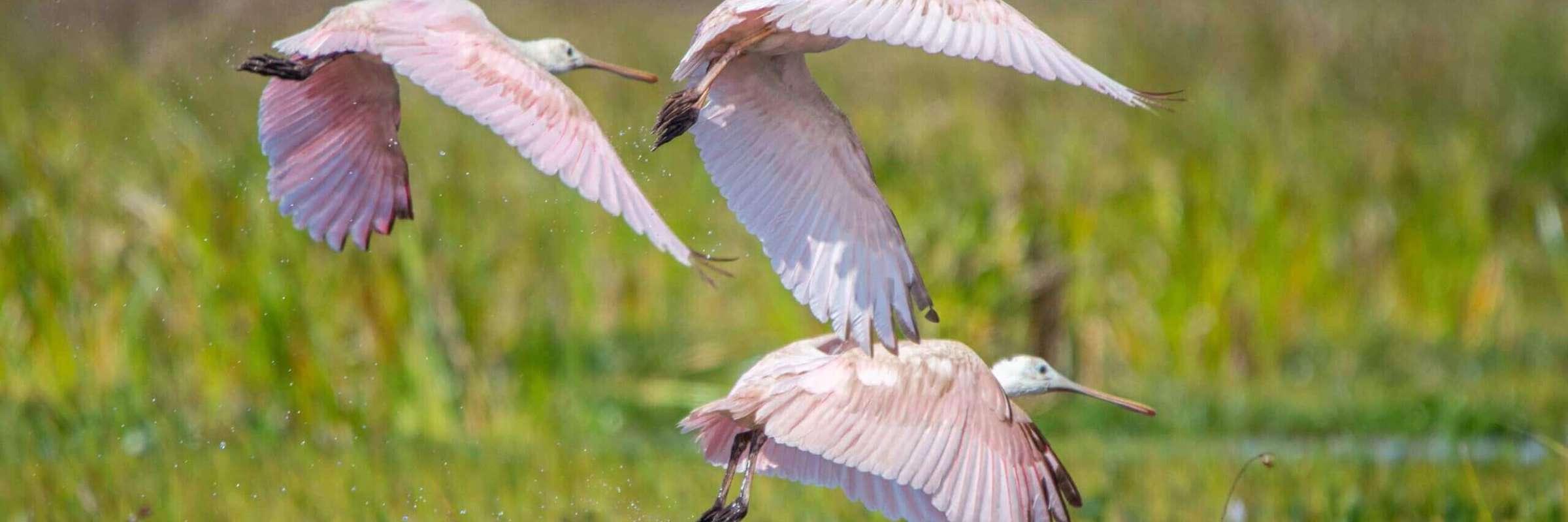 Thriving birdlife