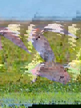 Thriving birdlife