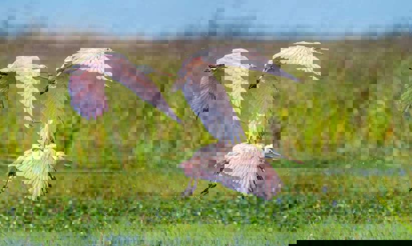 Thriving birdlife