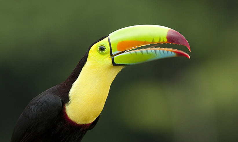 Toucan at Selva Verde