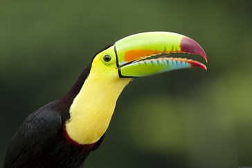 Toucan at Selva Verde