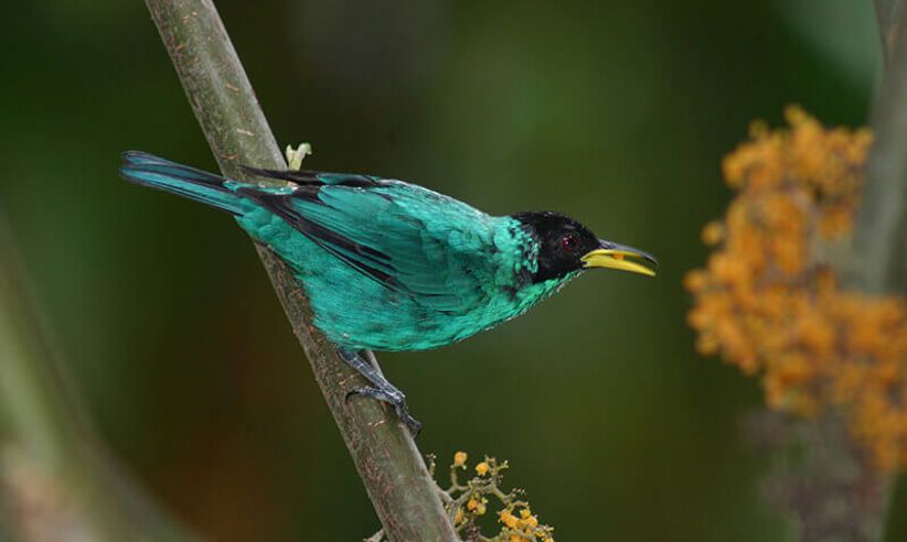 Glorious birdlife