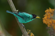 Glorious birdlife