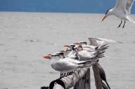 A cluster of terns perches on driftwood along the Gulf of Nicoya, making La Ensenada a serene sanctuary for coastal birdwatching in Costa Rica. 