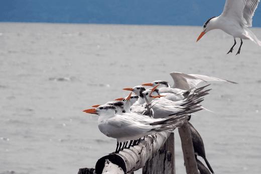 A cluster of terns perches on driftwood along the Gulf of Nicoya, making La Ensenada a serene sanctuary for coastal birdwatching in Costa Rica. 