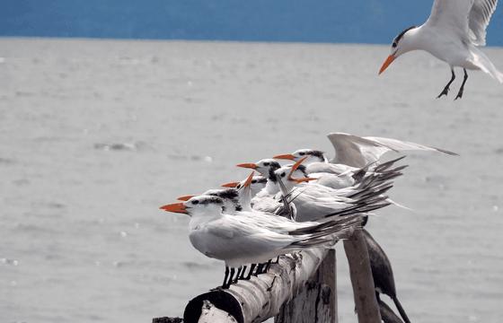 A cluster of terns perches on driftwood along the Gulf of Nicoya, making La Ensenada a serene sanctuary for coastal birdwatching in Costa Rica. 
