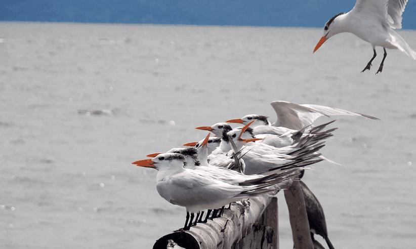 A cluster of terns perches on driftwood along the Gulf of Nicoya, making La Ensenada a serene sanctuary for coastal birdwatching in Costa Rica. 