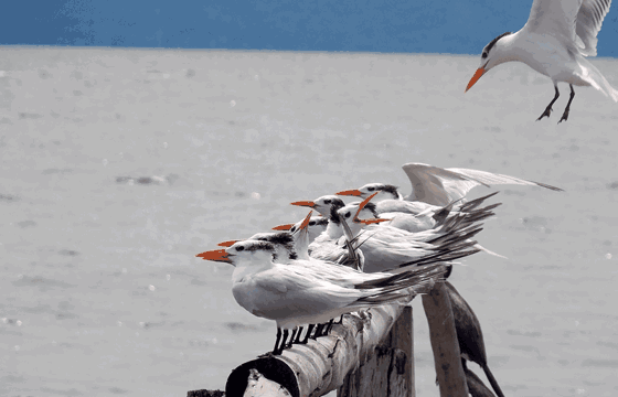 A cluster of terns perches on driftwood along the Gulf of Nicoya, making La Ensenada a serene sanctuary for coastal birdwatching in Costa Rica. 