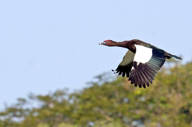 Many endemic species to observe