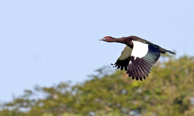 Many endemic species to observe
