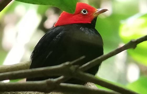 A vibrant Red-capped Manakin perches on a rainforest branch, its scarlet crown striking against the lush greenery of Costa Rica's Osa Peninsula. 