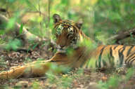 Periyar tiger reserve 