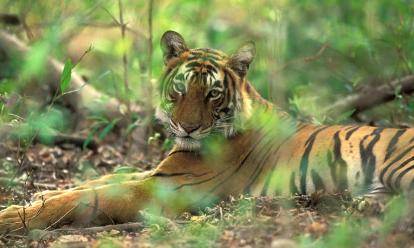 Periyar tiger reserve 