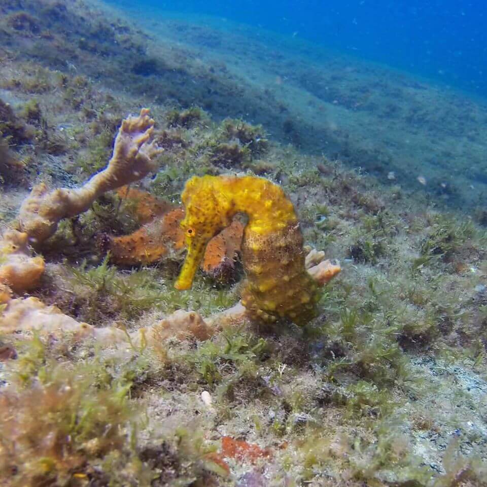 Snorkel from the ship
