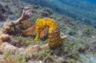 Snorkel from the ship