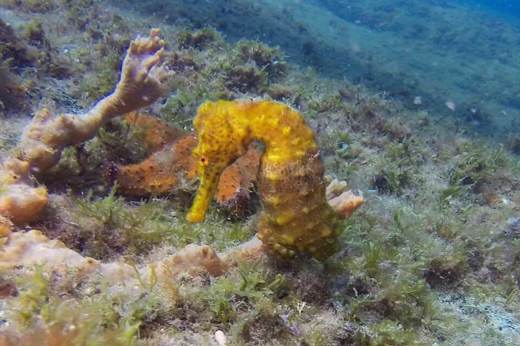 Snorkel from the ship