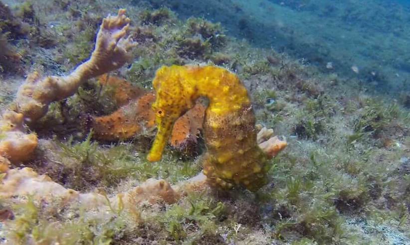 Snorkel from the ship